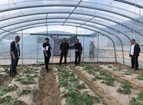 學黨史砥礪初心 強技術(shù)服務三農(nóng)——市農(nóng)業(yè)技術(shù)推廣中心站扎實開展“我為農(nóng)民辦實事”實踐活動