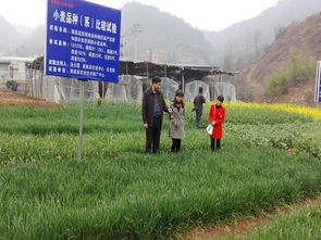 商南縣農(nóng)業(yè)技術(shù)推廣中心開展病蟲防治，助力農(nóng)業(yè)技術(shù)推廣工作