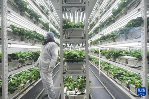 草莓小鎮迎來產銷旺季，農業技術推廣助力產業升級